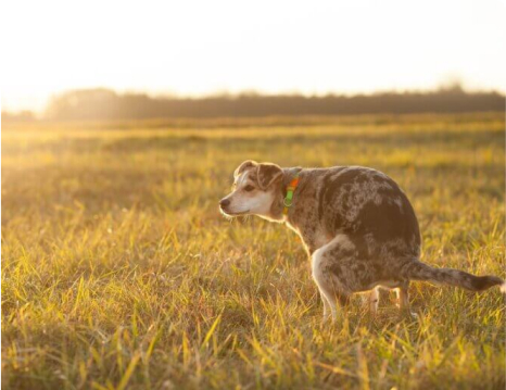 The 4 C’s about dog poop.