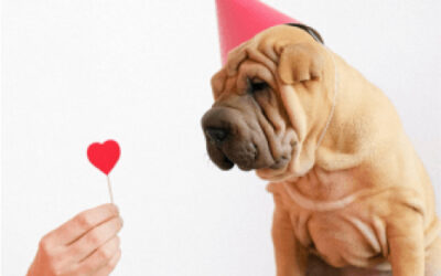 Reasons Why Valentine’s Day is Better with Your Dog!