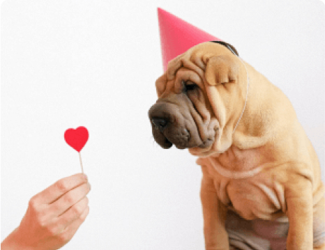 Reasons Why Valentine’s Day is Better with Your Dog!