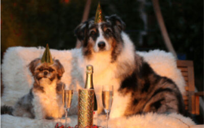 5 Safety Tips for New Year’s Eve With Your Pet!