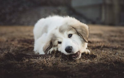 Behaviors to Look for in Your New Puppy