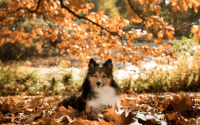 Fall Season Tips For Your Dog And You