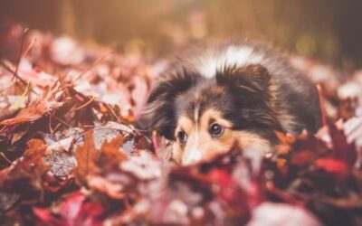 9 Tips For A Special Thanksgiving with your Dog