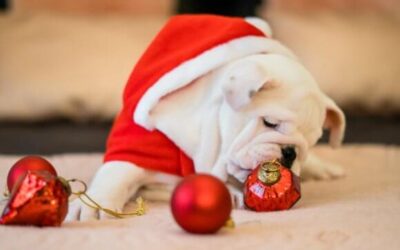 Christmas With Your Dog: 7 Ways To Celebrate Together!