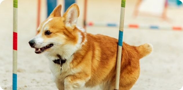 welsh-corgi-dog