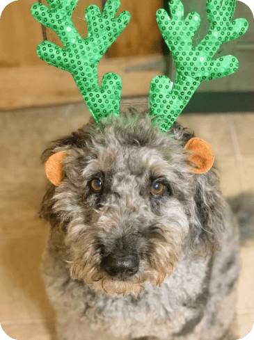  Curly Haired Dog Wearing Green Reindeer Antlers 