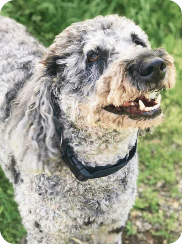  Curly Haired Gray Dog Outdoor 