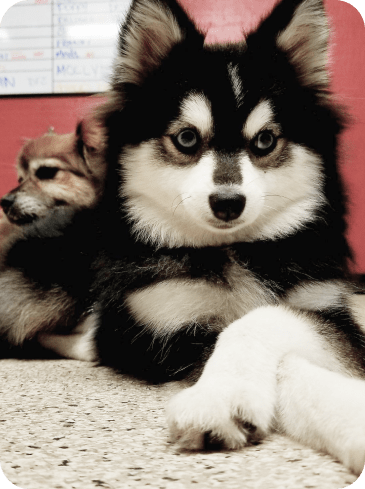  Fluffy Black and White Husky Puppy 