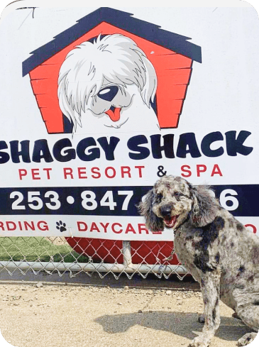  Small Dog in Front of Shaggy Shack Pet Resort Sign 